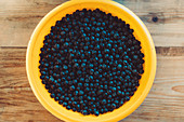 Harvested aronia berries