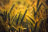 Ripe barley ears in field