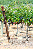 Grape vines in South Africa