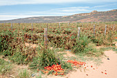 Tomato crop affected by drought
