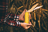 Farmer checking corn crop