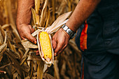 Farmer checking corn crop