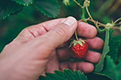 Farmer checking strawberries
