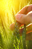 Farming checking wheat crop