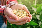 Farmer with handful of soybeans