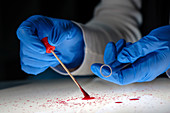 Forensic technician taking bloodstain sample