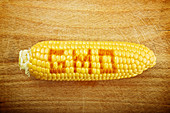 GMO corn, conceptual image