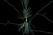 Hippocampus neuron, illustration