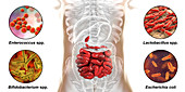 Bacteria in human small intestine, illustration