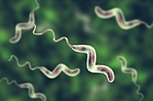 Campylobacter bacterium, illustration