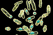 Clostridium perfringens bacteria, illustration