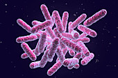 Enterobacteriaceae bacteria, illustration