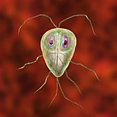 Giardia lamblia parasites, illustration