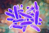 Legionnaires disease bacteria, illustration