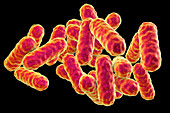 Serratia marcescens bacteria, illustration