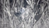 Weeds growing in a field, infrared footage