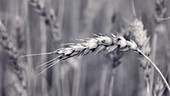 Ear of wheat, infrared footage