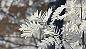 Rowan leaves, infrared footage