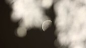Moon and foliage, infrared time-lapse footage