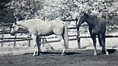 Horses in paddock, infrared footage