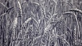 Ears of wheat, infrared footage