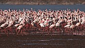 Lesser flamingoes by lake, slow motion