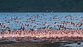 Lesser flamingoes flying over lake, slow motion