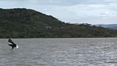 African fish eagle catching fish, slow motion