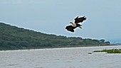 African fish eagle catching fish, slow motion