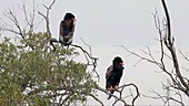Bateleur eagle pair on branch, Kenya