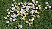 Daisies on grass, France