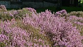 Pink heather, France