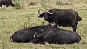 African buffalo, Kenya