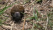 Dung Beetle rolling Dung Ball