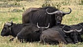 African buffalo resting, Kenya