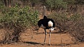 Somali ostrich, Kenya