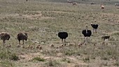 Ostrich and chicks, Kenya