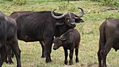 African buffalo, Kenya