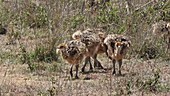 Ostrich chicks, Kenya