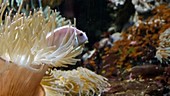 Pink anemonefish in aquarium