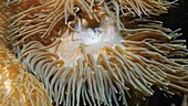 Sea anemone in aquarium
