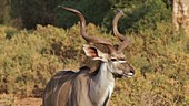 Greater kudu, Kenya