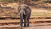 African elephant, Kenya