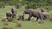 African elephants, Kenya
