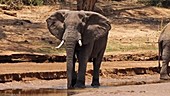 African elephant, Kenya