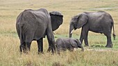 African elephants, Kenya