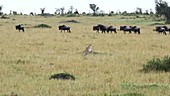 Cheetah watching wildebeest, Kenya