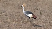 Grey crowned crane, Kenya