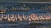 Flamingo colony, Kenya