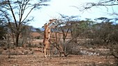 Gazelles eating, Kenya